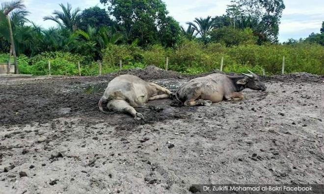 Saya tetap 'budok kuba' - Syukur azam bangkit dari kesedihan