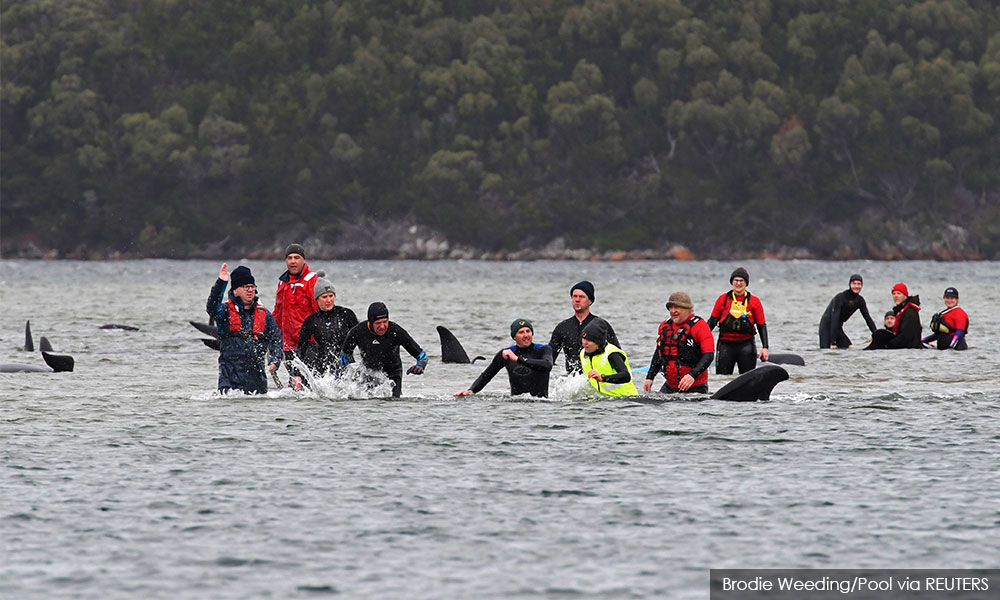 Australia begins disposal of about 350 dead whales as rescue efforts end