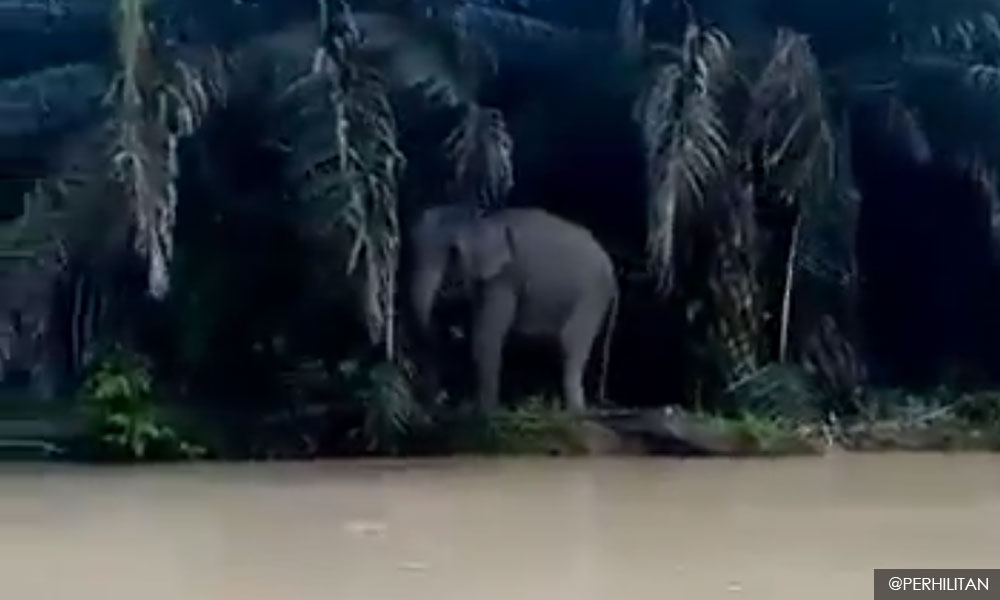 Perhilitan seeks info on elephant hurt by trap in Kluang plantation