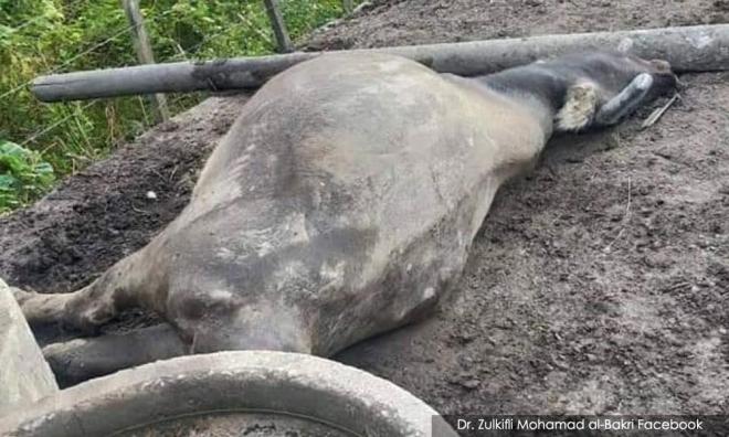 Banyak kerbau mati mengejut, bukan kejadian pertama tahun ini - Veterinar