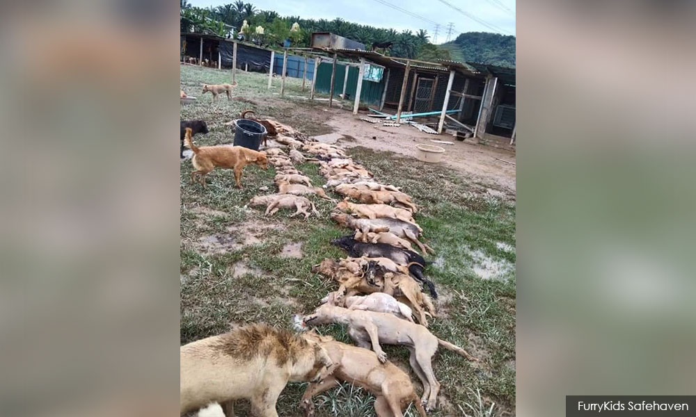 Pusat perlindungan rayu bantuan, 54 anjing lemas dalam banjir kilat