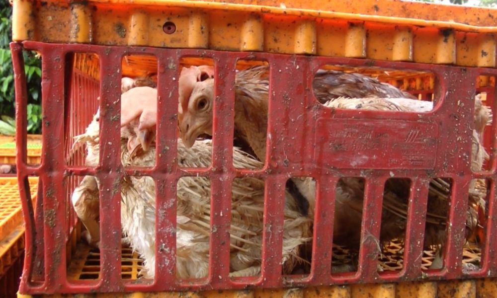 Dairy Farm Group egg supplier reported to the Singapore Food Agency following investigation