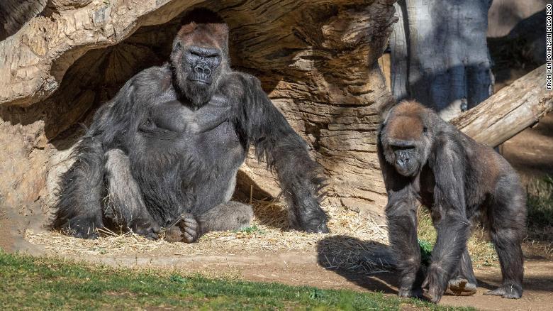 Two gorillas at San Diego Zoo test positive for Covid-19