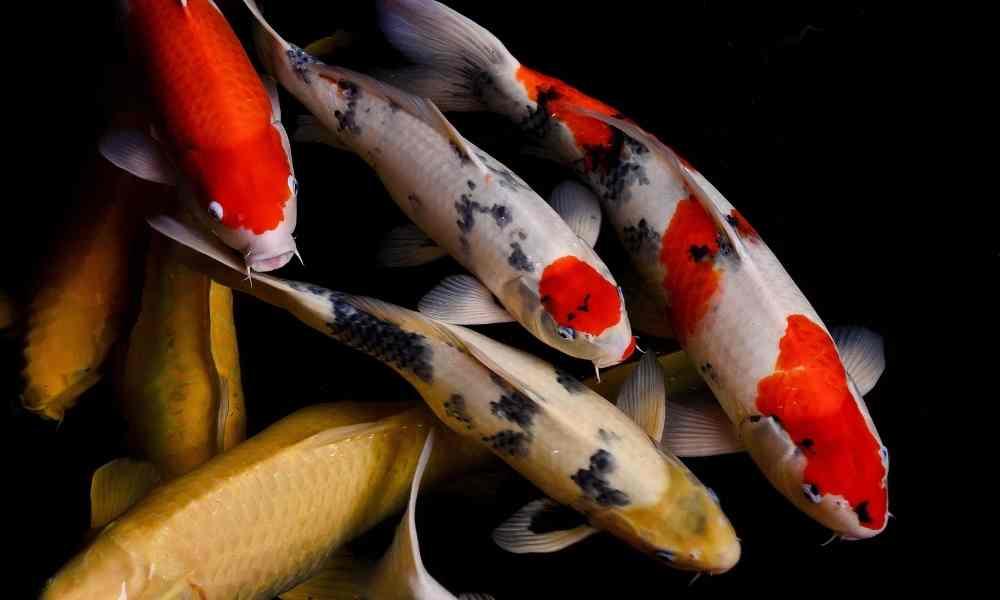 New Year, New Flow: How to keep good and clear water flowing in your pond