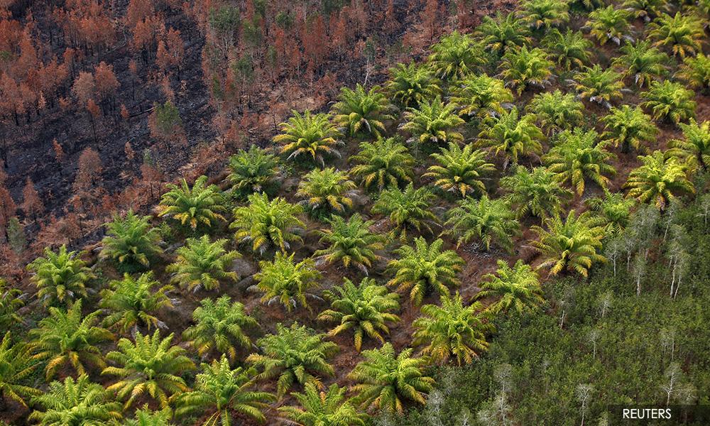 Sri Lanka bans palm oil imports, tells producers to uproot plantations