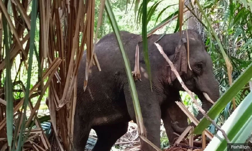 Perhilitan captures two elephants roaming at Iskandar camp