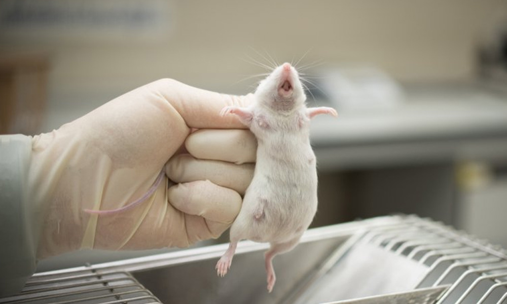 LETTER | Stop animal testing now