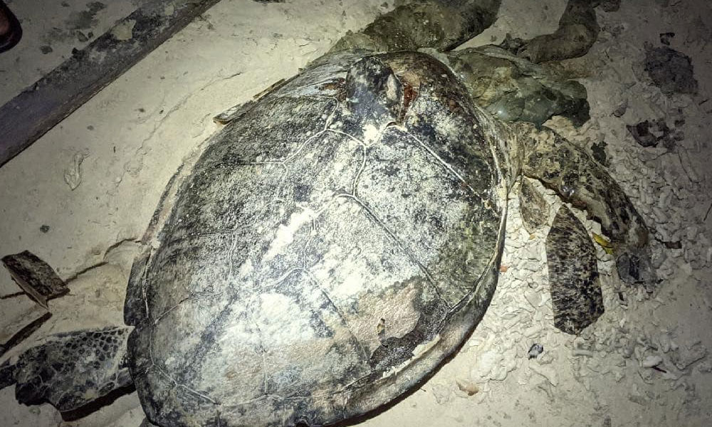 Bangkai penyu agar jantan terdampar di Pantai Kuala Abang