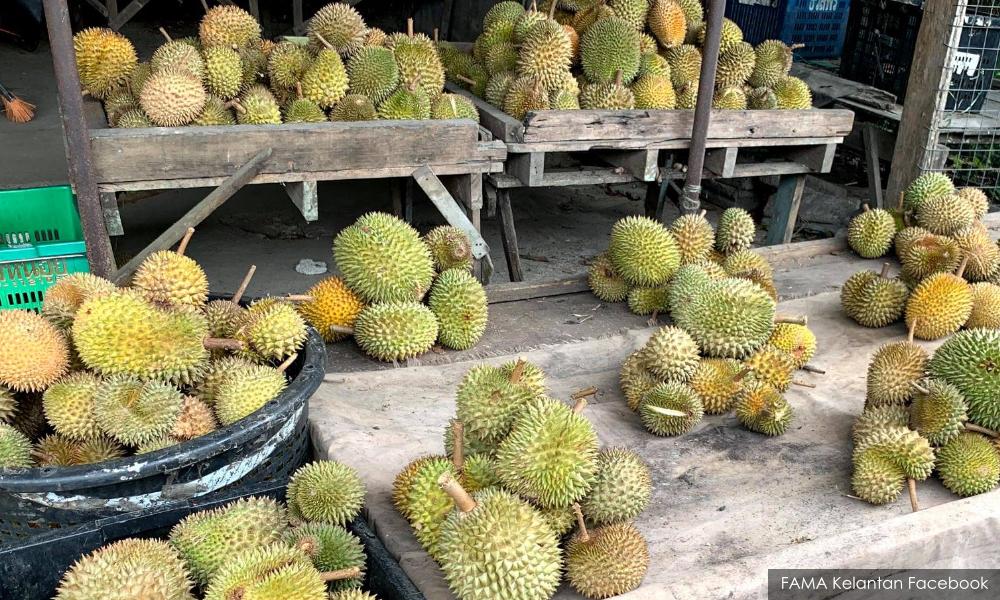 Kampung harga 2021 durian (video) Durian