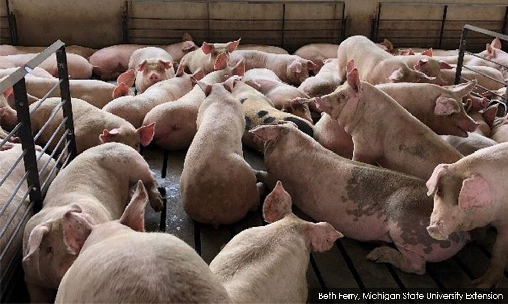 Outbreak of African swine fever detected in Malacca pig farms – DSV