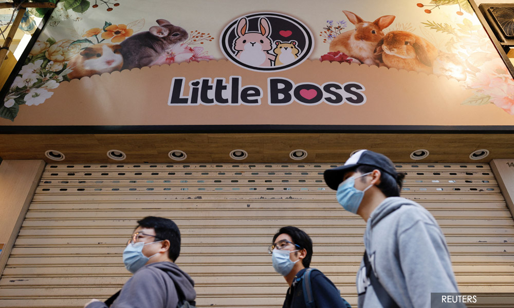 Hong Kong orders hamster cull after Covid-19 hits pets
