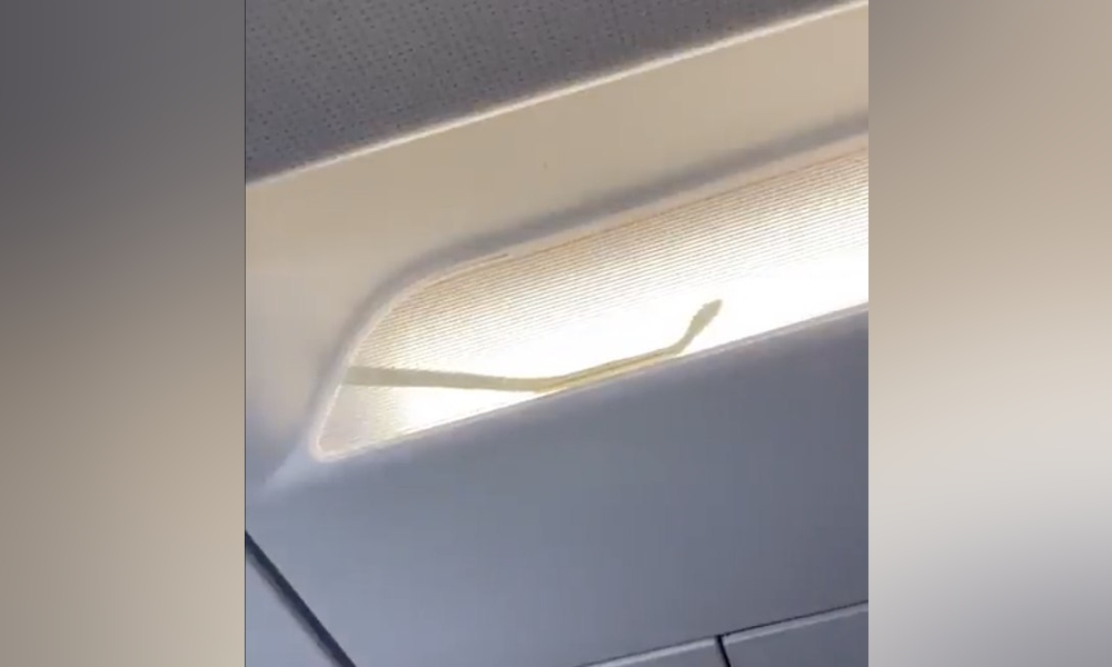 Snake on a plane: AirAsia flight diverted