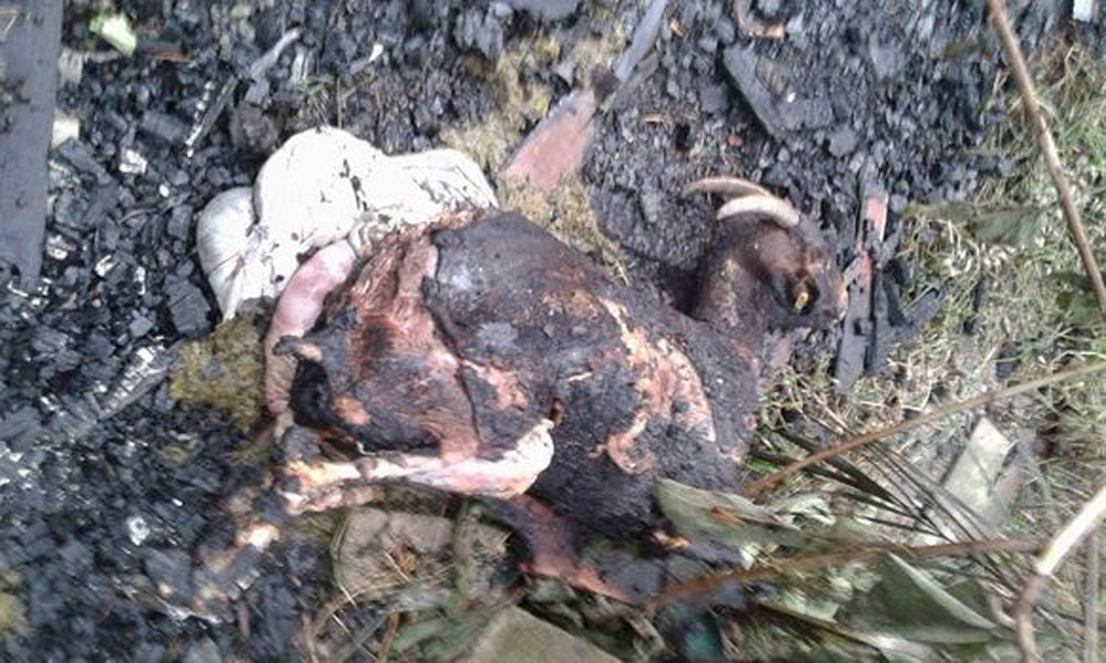 35 ekor kambing mati dalam kebakaran di Ipoh
