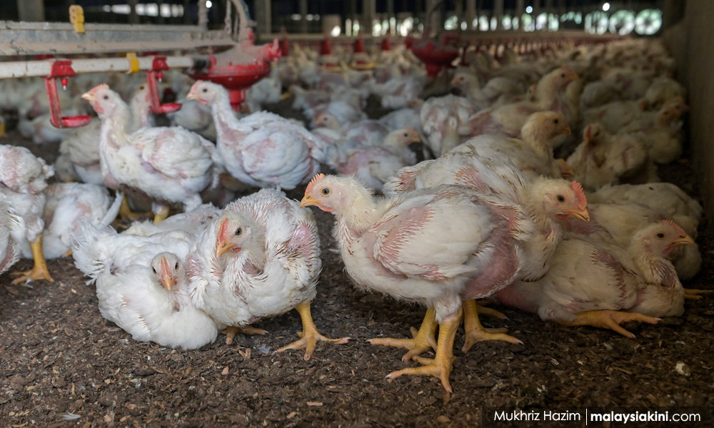 Poultry shortage not due to temporary closure of farms – Mafi – Malaysiakini
