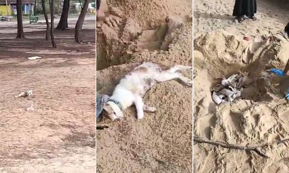 20 dead cats found at Bukit Keluang beach, believed poisoned