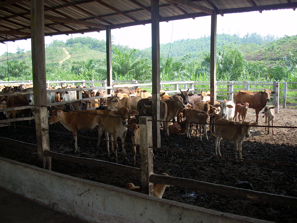 RISDA tingkatkan pengeluaran daging lembu halal tempatan