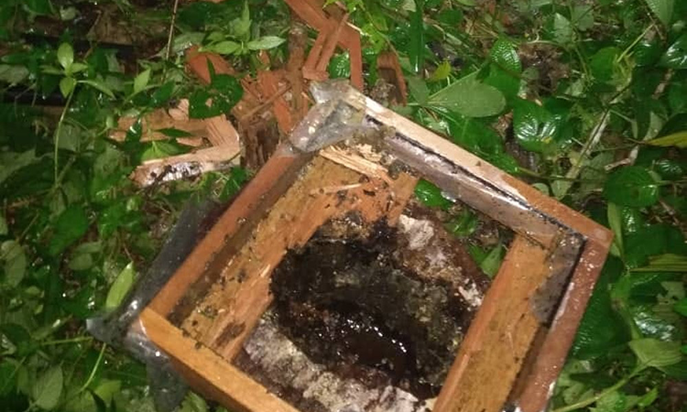 Bears strike again at honey bee farm in Kuala Krai