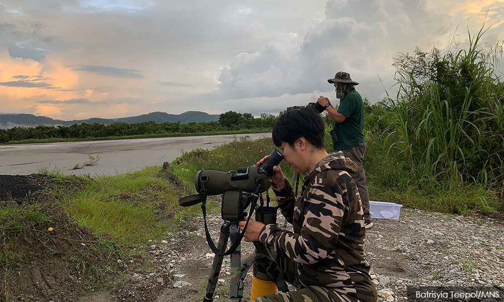 When birds flock to a Bornean Bay