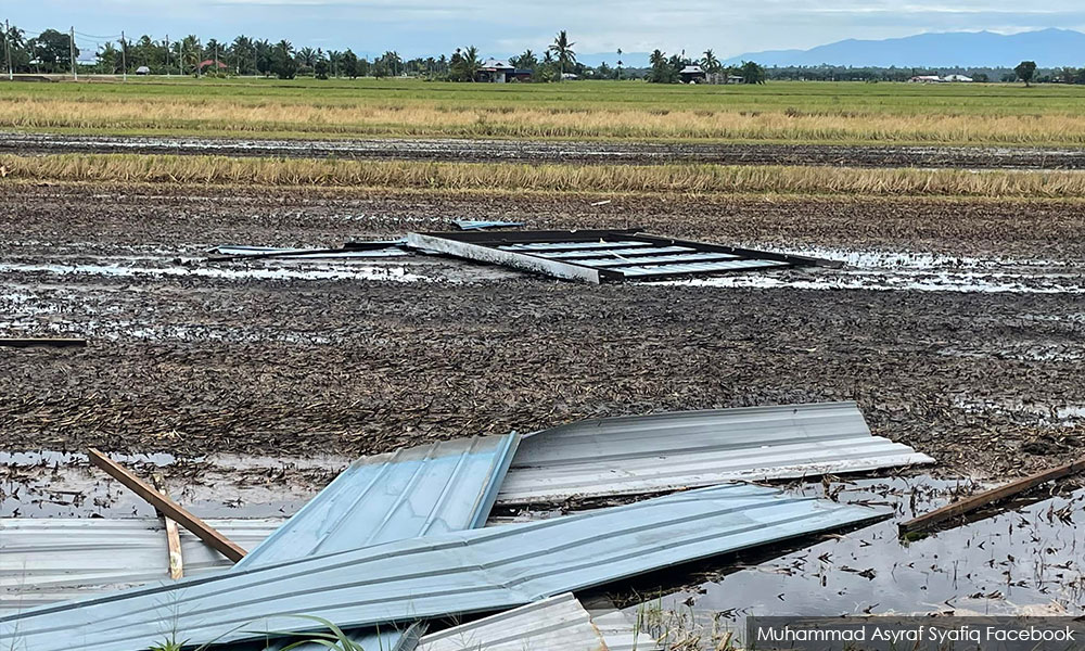 Lebih 200 pesawah rugi padi rosak dilanda ribut