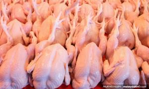 政府五大措施应对肉鸡短缺，废AP暂停出口
