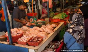 雪州拨款增加肉鸡供应，议员强调短缺无关族群