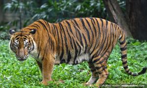 Rescue centre to release first Malayan tiger into natural habitat 