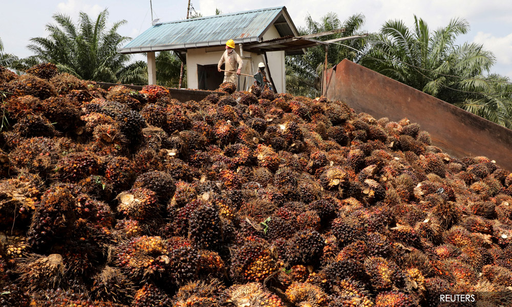 M'sian palm oil millers halt production as CPO prices plummet