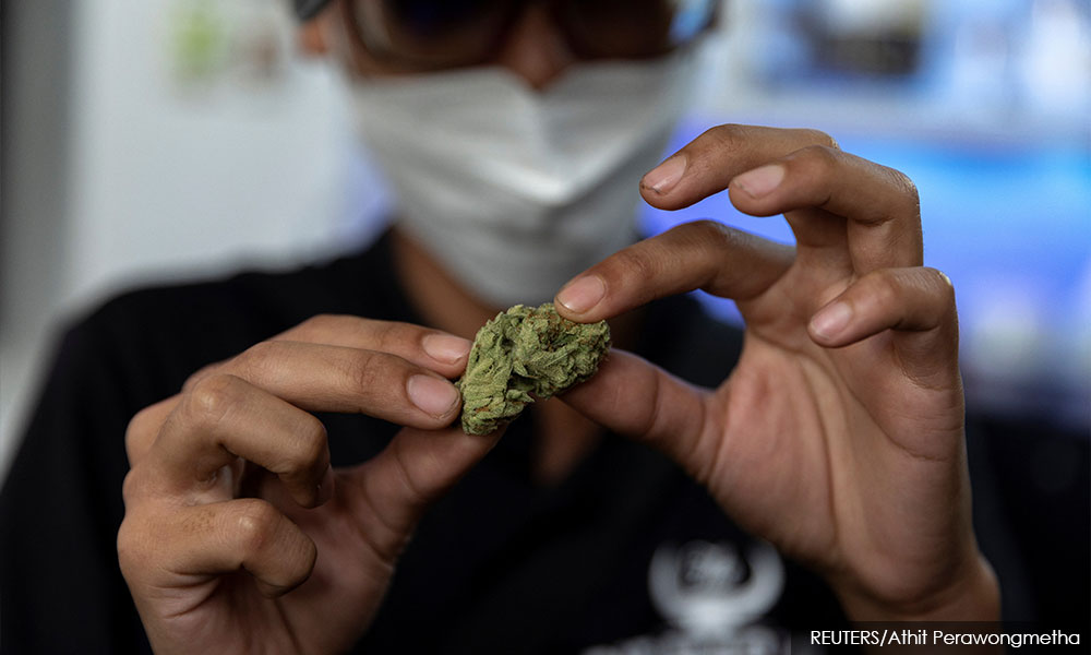 Indonesian court rejects call to legalise medicinal marijuana