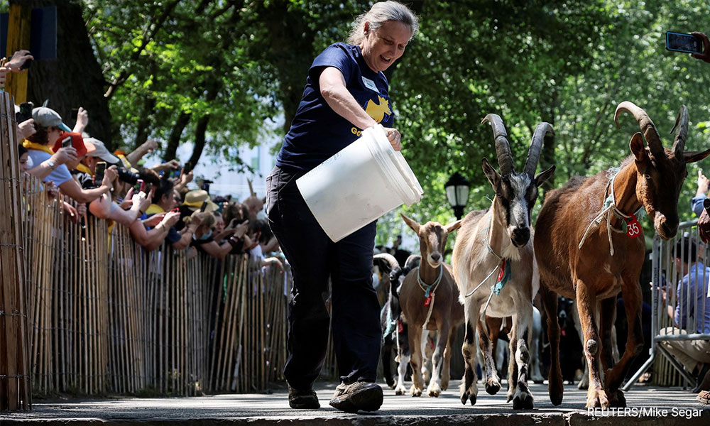 Goats released in New York City park to eat invasive weeds