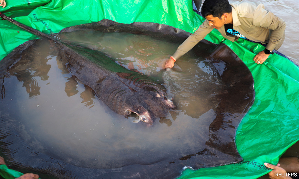 Mekong villagers net a 'monster' fish