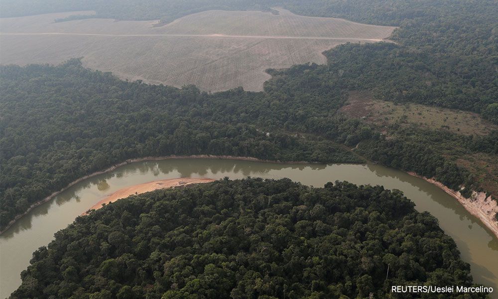 Curb deforestation or you won't hit net-zero targets, UN group tells firms