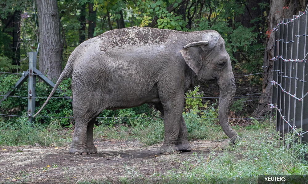 Happy the elephant is denied personhood, to stay at Bronx Zoo