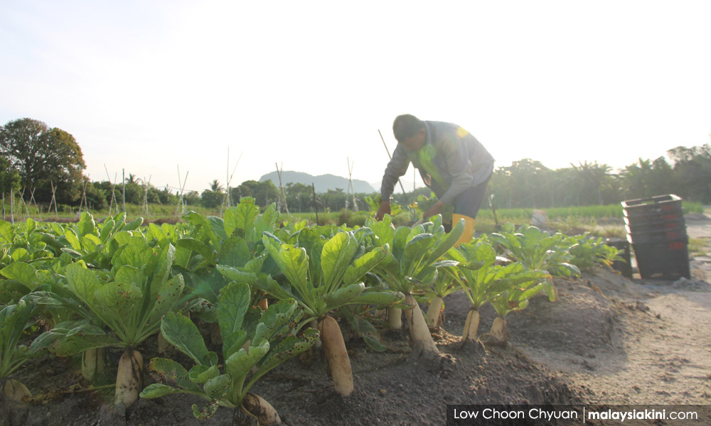 Food security: Stop evicting farmers, PKR veep tells govt