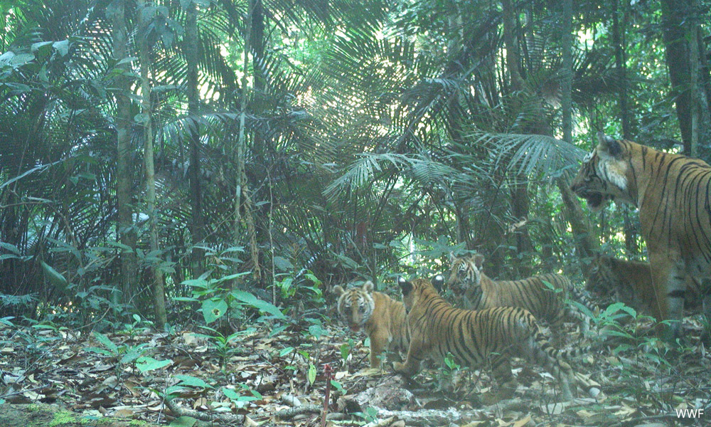 Four Malayan tiger cubs spotted in wild renews conservation hopes