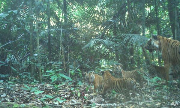 malayan tiger habitat