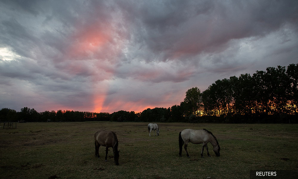 'I want to breed horses, not camels': Hungarian farmers battle 'historic' drought