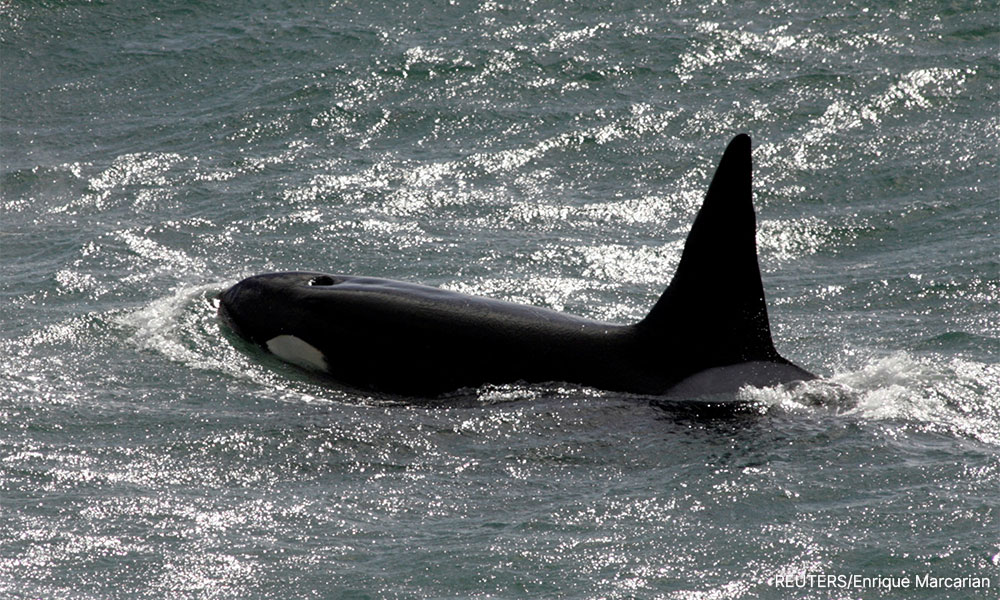 World’s wildlife more at risk than realised - study