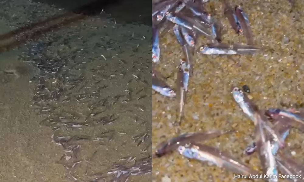 Perikanan pantau fenomena ribuan bilis terdampar di Pangkor