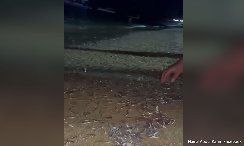 Agency monitoring rare phenomenon involving anchovies in Pangkor Island
