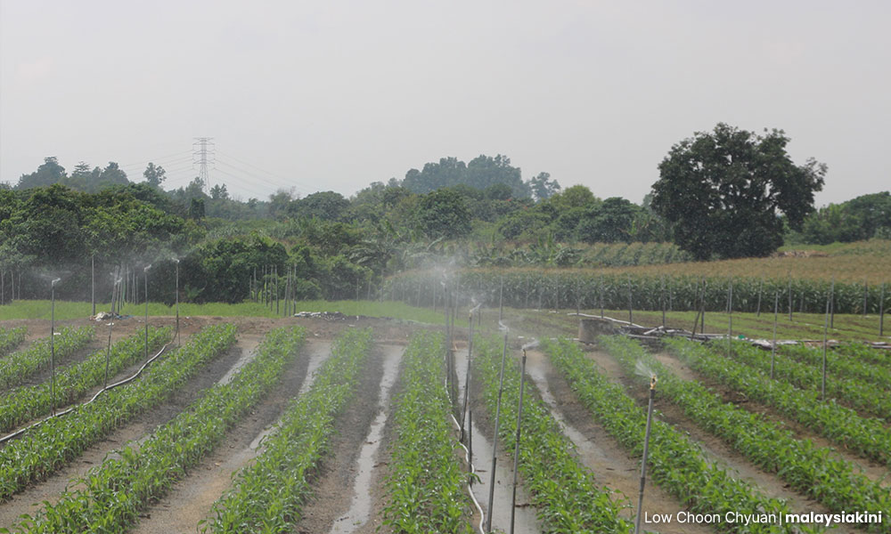LETTER | Food security is vital for nation’s wellbeing