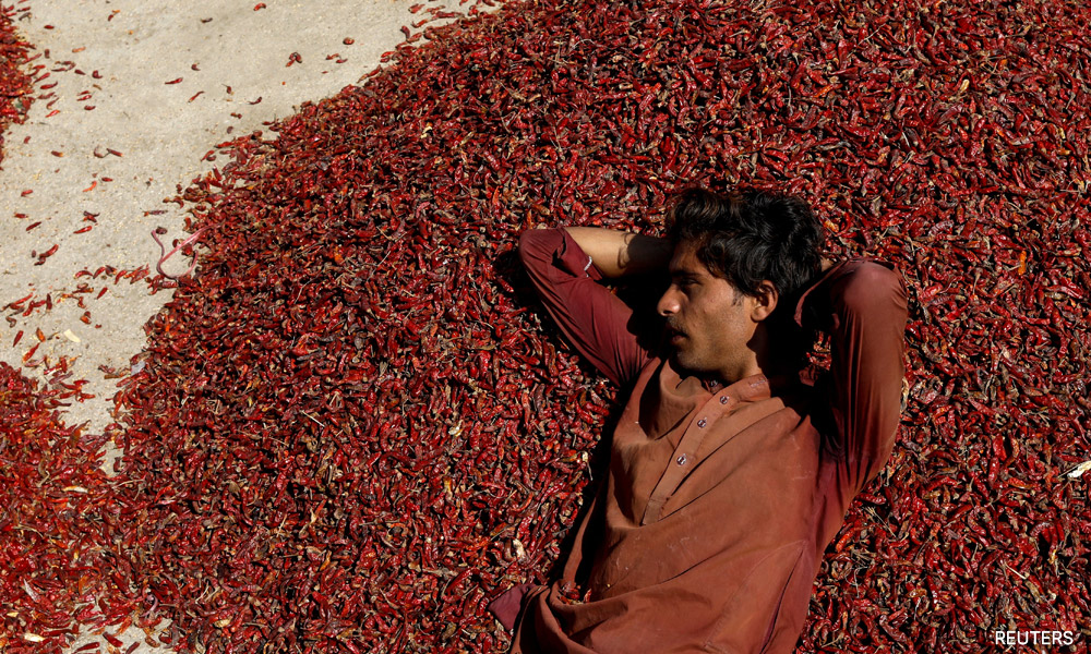 First heat, then floods wipe out farms in Pakistan's chilli capital