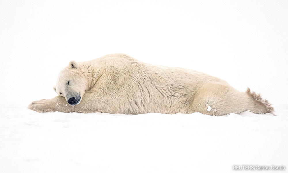 Canada's Hudson Bay polar bear population plummets