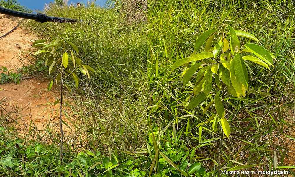 Durian Sapling