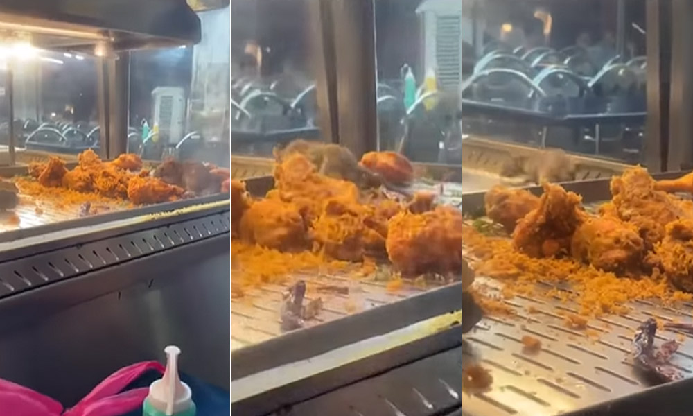 MPAJ to revoke licence of restaurant with rat seen eating fried chicken