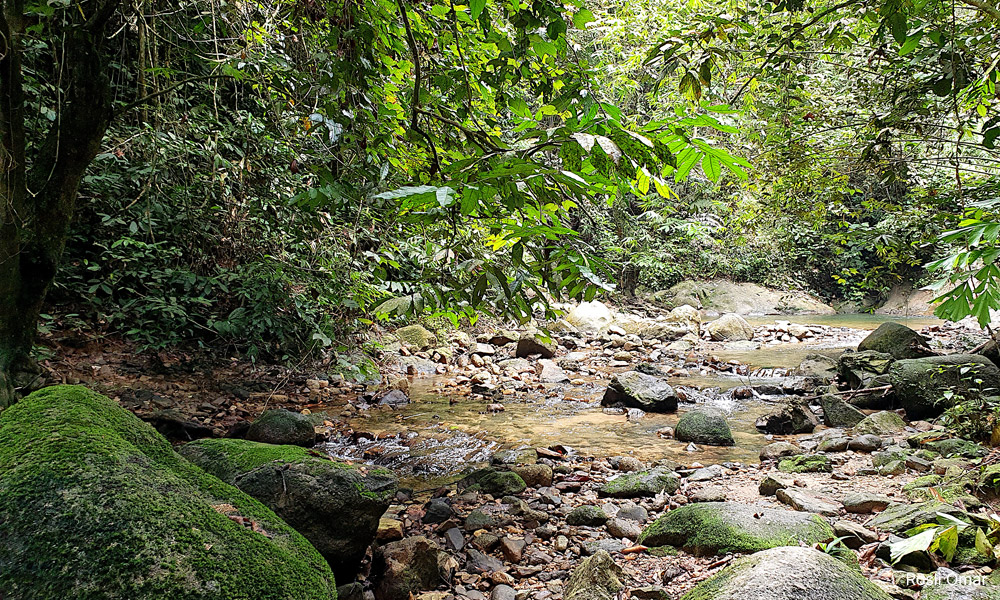 Stop land clearing works at Bukit Lagong, activist tells S'gor govt