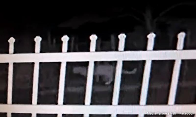 大猫惊现丹绒马林民宅,疑似云豹或老虎