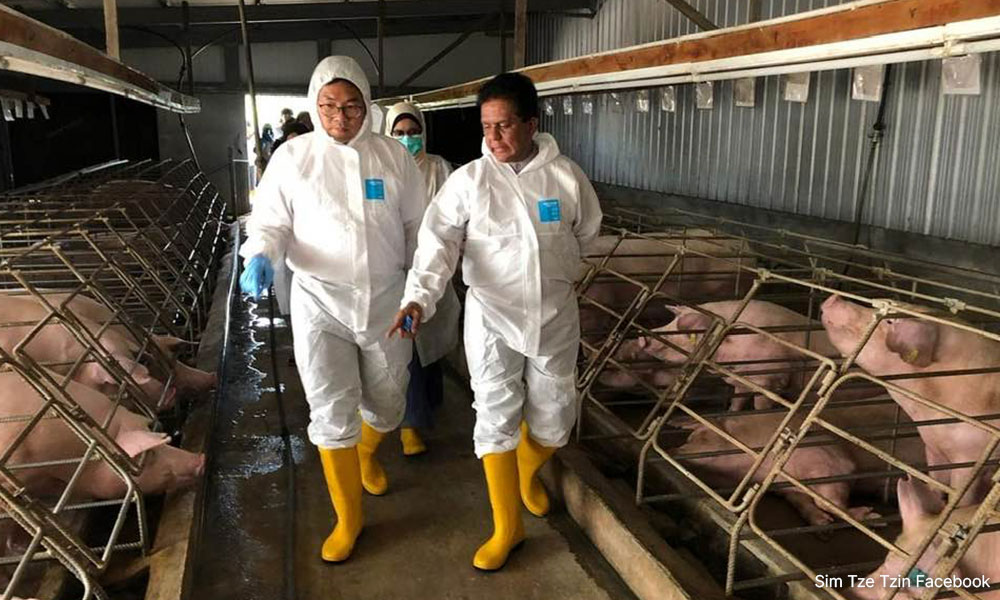 ASF merebak di Pulau Pinang, 62,197 babi dijangkiti