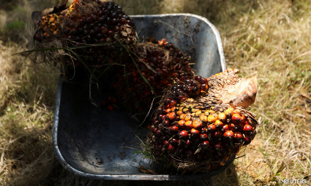 Indonesia palm oil export curbs, biodiesel plans to hit world vegoil supplies