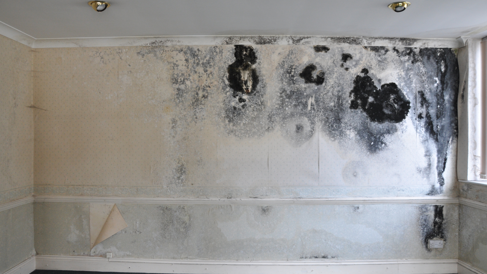 Get Rid Of Mould Infestation With Initial Hygiene Malaysia