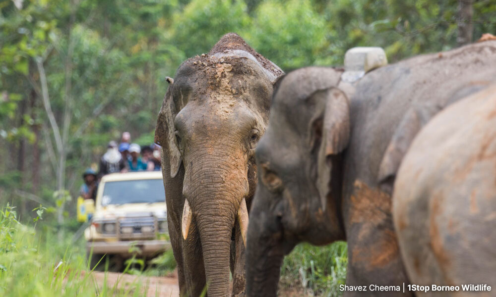 Tourists visiting the Sabah Softwoods plantation in Tawau to view elephants crossing in the wildlife corridor